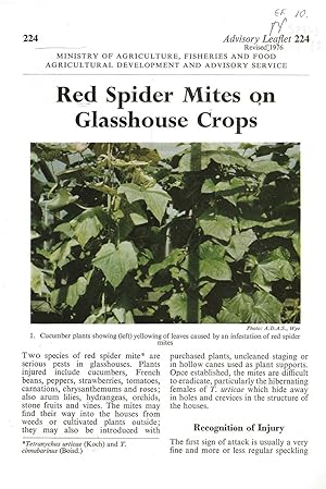 Red Spider Mites on Glasshouse Crops. Advisory Leaflet No. 224.
