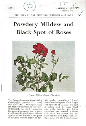 Powdery Mildew and Black Spot of Roses. Advisory Leaflet No. 569.