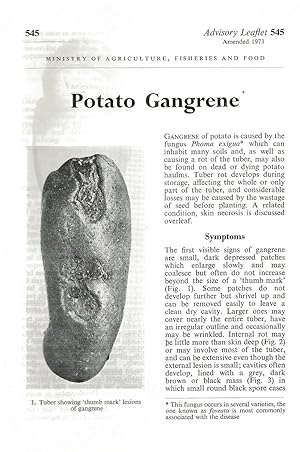 Potato Gangrene. Advisory Leaflet No. 545.