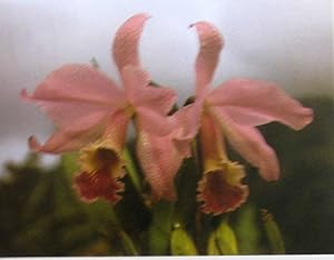 Les orchidées : Un guide de jardinage intérieur