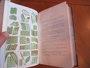 Synopsis Filicum; Or, A Synopsis Of All Known Ferns, Including The Osmundaceæ, Schizæsveæ, Maratt...