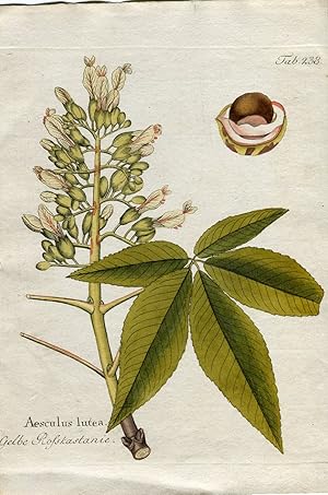 Aesculus lutea - Gelbe Rosskastanie / Kastanie. (aus: Icones Plantarum, Tafel Nr. 238).