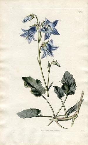 Campanula Sarmatica - Grey-Leaved Bell-Flower. Altkolorierter Kupferstich (Aus: Curtis' Botanical...