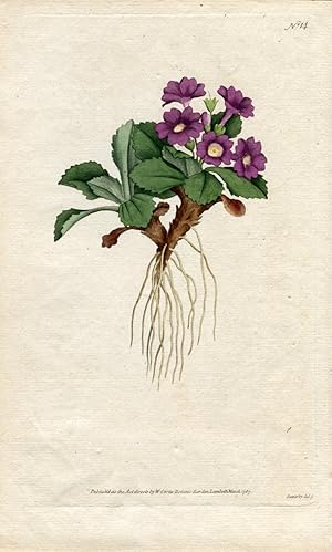 Primula Villosa - Mountain Primula. Altkolorierter Kupferstich (Aus: Curtis' Botanical Magazine, ...