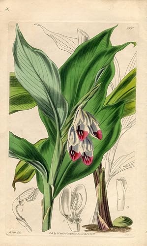 Gastrochilus Pulcherrima - Handsome-Flowered Gastrochilus. Altkolorierter Kupferstich (Aus: Curti...