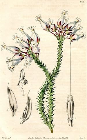 Erica Jasminiflora - Flask-Flowered Heath. Altkolorierter Kupferstich (Aus: Curtis' Botanical Mag...