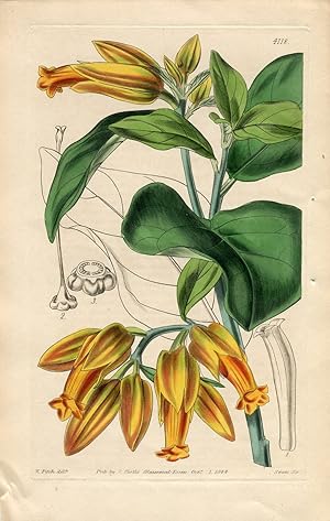Juanulloa Parasitica - Parasitic Juanulloa. Altkolorierter Kupferstich (Aus: Curtis' Botanical Ma...