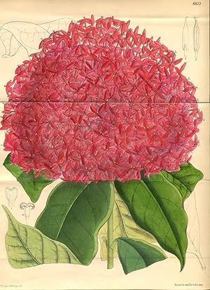 Ixora Macrothyrsa. Altkolorierte Original-Lithographie (Aus: Curtis' Botanical Magazine, No. 6853).
