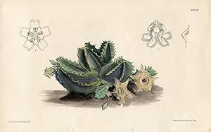 Huernia brevirostris. Altkolorierte Original-Lithographie (Aus: Curtis' Botanical Magazine, No. 6...