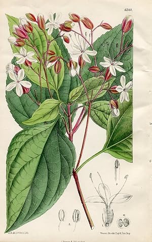 Clerodendrum trichotomum. Altkolorierte Original-Lithographie (Aus: Curtis' Botanical Magazine, N...