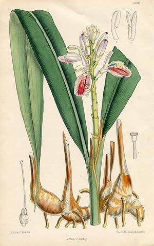 Alpinia officinarum. Altkolorierte Original-Lithographie (Aus: Curtis' Botanical Magazine, No. 69...