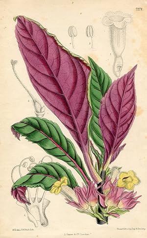 Alloplectus discolor. Original-Lithographie (Aus: Curtis' Botanical Magazine, No. 7271).