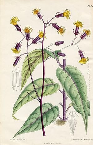 Gynura procumbens (Lour.) Merr. [as Gynura sarmentosa (Blume) DC]. Original-Lithographie (Aus: Cu...