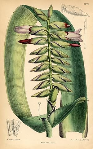 Tillandsia Jonghei. Original-Lithographie (Aus: Curtis' Botanical Magazine, No. 6945).