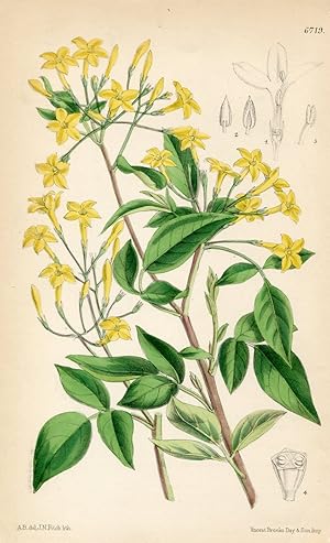 Jasminum Floridum. Altkolorierte Original-Lithographie (Aus: Curtis' Botanical Magazine, No. 6719).