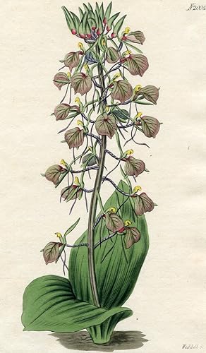 Malaxis Lilifolia - Lily-Leaved Malaxis. Altkolorierter Kupferstich (Aus: Curtis' Botanical Magaz...
