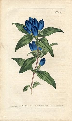 Gentiana Saponaria - Barrel-Flowered Gentian. Altkolorierter Kupferstich (Aus: Curtis' Botanical ...