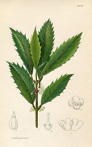 Osmanthus Armatus. Altkolorierte Original-Lithographie (Aus: Curtis' Botanical Magazine, No. 9232).