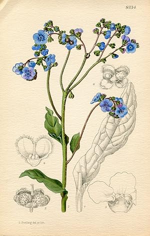 Cynoglossum Amabile. Altkolorierte Original-Lithographie (Aus: Curtis' Botanical Magazine, No. 93...