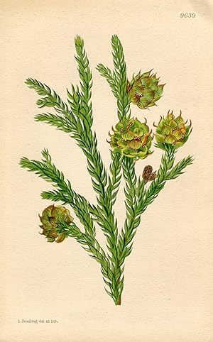 Athrotaxis Selaginoides. Altkolorierte Original-Lithographie (Aus: Curtis' Botanical Magazine, No...