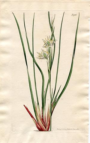 Pleea Tenuifolia - Grass-Leaved Pleea. Altkolorierter Kupferstich (Aus: Curtis' Botanical Magazin...