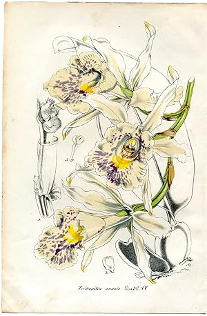 Trichopilia suavis - Trichopilie à odeur suave. Chromolithographie. (Aus: Le Jardin Fleuriste. Jo...