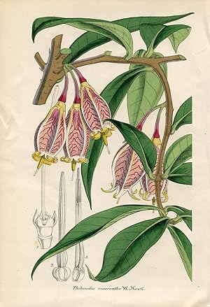 Thibaudia macrantha - Thibaudie à grandes fleurs. Chromolithographie. (Aus: Le Jardin Fleuriste. ...