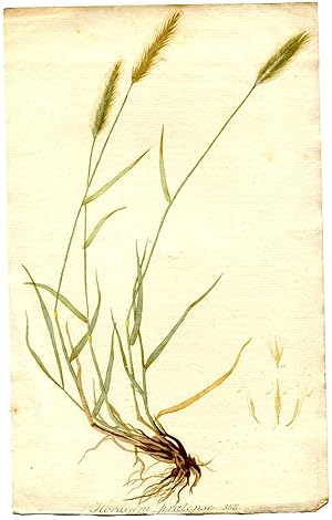 Hordeum pratense. Altkolorierter Kupferstich; No. 358 (Aus: Flora Batava, of afbeeling en beschri...
