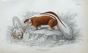 Antique Animal Print SKUNK, MEPHITIS CHILENSIS, CHILE Jardine Engraving 1843