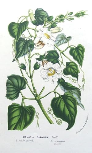 Antique Botanical Print BIGNONIA CAROLINAE Van Houtte, c1850