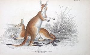 Antique Animal Print RED KANGAROO Jardine hand coloured Engraving 1843