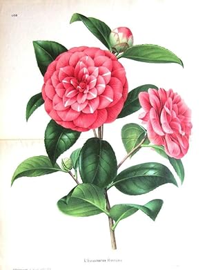 Antique Botanical Print CAMELLIA PIETRO BOUTOURLIN, Linden c1880