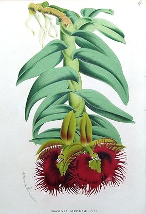 Antique Botanical Print ORCHID NANODES MEDUSAE, Ecuador, Van Houtte c 1850
