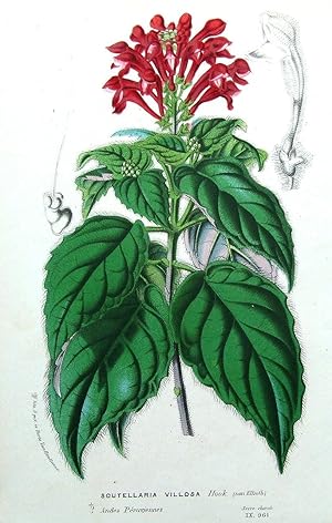 SCUTELLARIA VILLOSA, Van Houtte Antique Botanical Print 1850