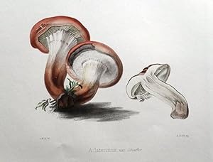 Antique Fungus Print AGARICUS LATERITIUS, RED BRICK AGARIC Hussey mushroom Fungi1847