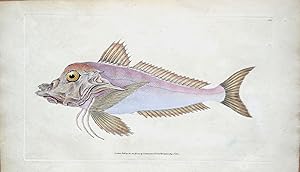 PIPER GURNARD E.Donovan original hand coloured antique FISH print 1804