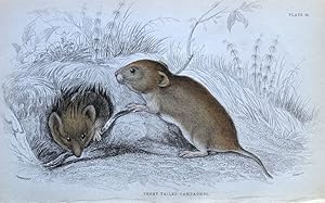 Antique Animal Print SHORT TAILED VOLE, CAMPAGNOL, Jardine Original hand coloured Engraving 1838