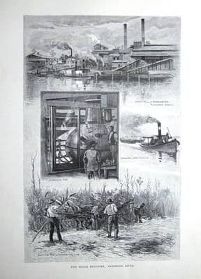 AUSTRALIA,SUGAR INDUSTRY, RICHMOND Antique Print 1886