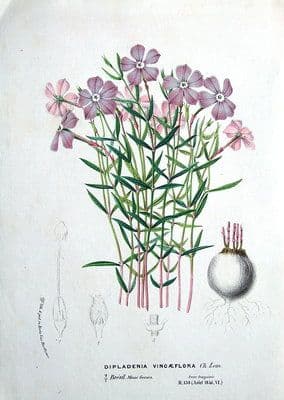 Antique Botanical Print DIPLADENIA VINCAEFLORA VAN HOUTTE 1846