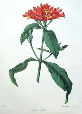 Antique Botanical Print GEISSOMERIA LONGIFLORA, Flower Print c1850