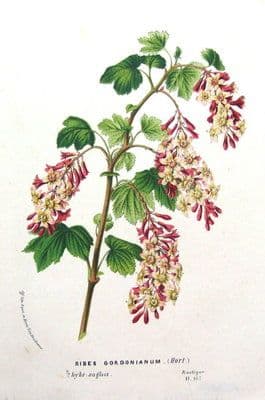 RIBES GORDONIANUM, GORDONS CURRANT VAN HOUTTE Antique Botanical Print 1846