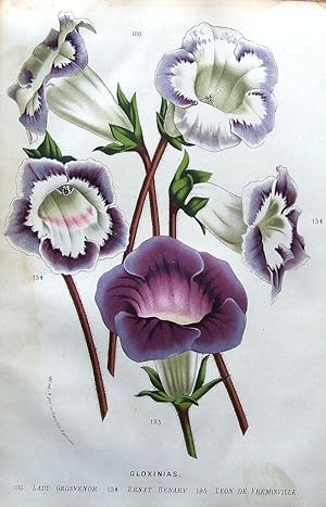 Antique Botanical Print GLOXINIAS,LADY GROSVENOR,ERNST BENARY, c1845