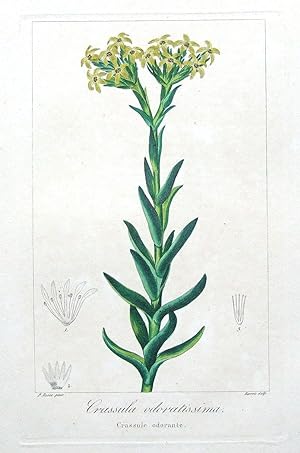 Antique Botanical Print CRASSULA ODORATISSIMA, Pancrace Bessa c1820