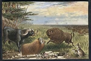 Fanciful chromolithographic view of American Bison, Water Buffalo, long horned sheep & a pair of ...