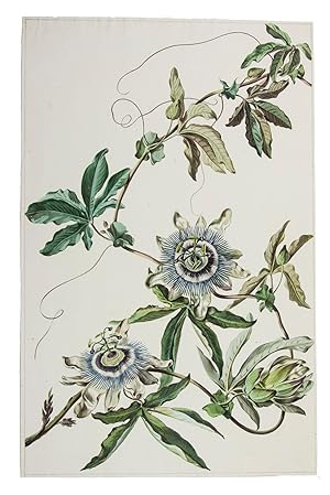 [Passiflora caerula or blue passion flower].[Lekzigt, near Dordrecht , ca. 1780 ]. Folio. (43 x 2...