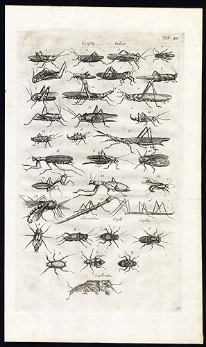 Antique Print-INSECT-LOCUST-CRICKET-Jonston-Merian-1657