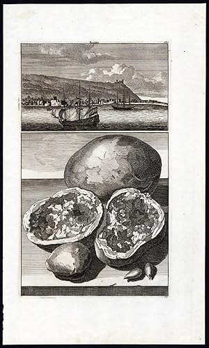 Antique Print-HAIFA-MEDITERRANEAN-STONE FRUIT-DRUPE-ISRAEL-Le Brun-de Bruyn-170