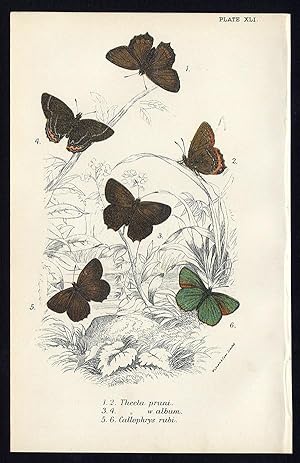 Antique Print-GREEN-DARK HAIRSTREAK-BUTTERFLY-Kirby-1896