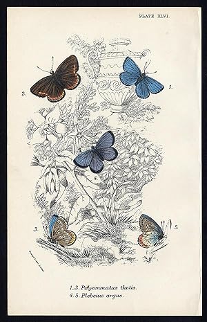 Antique Print-SILVER STUDDED BLUE-BUTTERFLY-Kirby-1896
