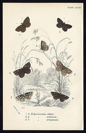 Antique Print-COMMON BLUE-POLYOMMATUS-SALMACIS-ARTAXERXES-BUTTERFLY-Kirby-1896